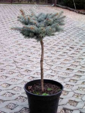 Picea pungens 'Glauca Globosa' Pa